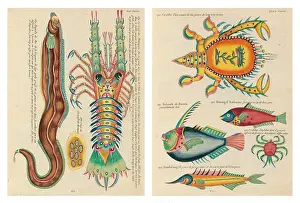 Tropical Fish Prints: Antique illustrations of Fish, Crab and Crayfish with annotations in French
