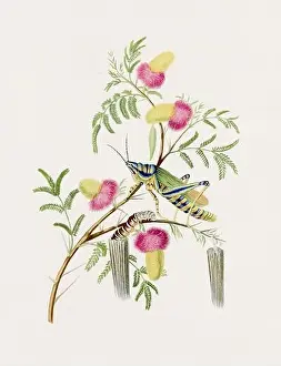 Antique Locust illustration. Blue Locust on an Acacia Tree. Antique natural history book illustration