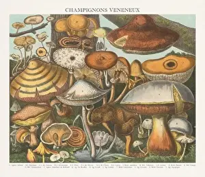 Vegetable Garden Prints: Antique Mushroom illustration. Plate of a beautifully illustrated Atlas of Mushrooms: Edible