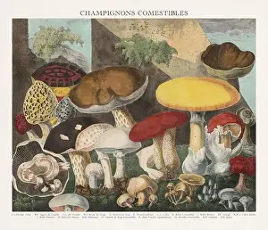 Antique Mushroom illustration. Plate of a beautifully illustrated Atlas of Mushrooms: Edible