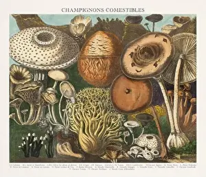 Antique Mushroom illustration. Plate of a beautifully illustrated Atlas of Mushrooms: Edible