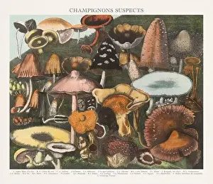 Antique Mushroom illustration. Plate of a beautifully illustrated Atlas of Mushrooms: Edible