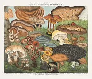 Vegetable Garden Prints: Antique Mushroom illustration. Plate of a beautifully illustrated Atlas of Mushrooms: Edible
