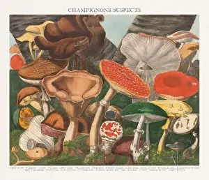 Vegetable Garden Prints: Antique Mushroom illustration. Plate of a beautifully illustrated Atlas of Mushrooms: Edible