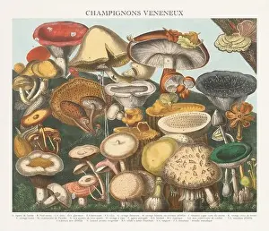 Vegetable Garden Prints: Antique Mushroom illustration. Plate of a beautifully illustrated Atlas of Mushrooms: Edible