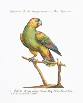 Antique Parrot Lithography. 18th-century Italian illustration. Ca 1776