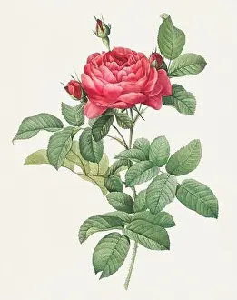 Botanical Flower Prints: Antique Rose illustration. Botanical rose flower art. Bridge Rose