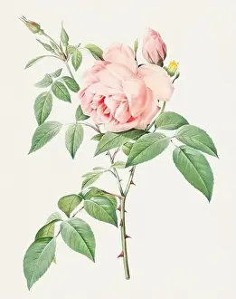 Botanical Flower Prints: Antique Rose illustration. Botanical rose flower art. Fragrant Rosebush