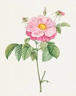 Botanical Flower Prints: Antique Rose illustration. Botanical rose flower art. Marbled or speckled Provins rose