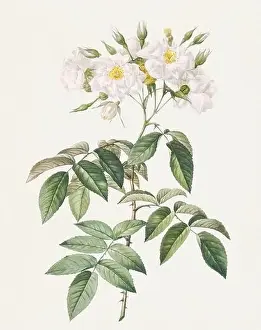 Botanical Flower Prints: Antique Rose illustration. Botanical rose flower art. Musk rose