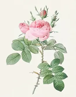 Botanical Flower Prints: Antique Rose illustration. Botanical rose flower art