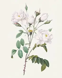 Botanical Flower Prints: Antique Rose illustration. Botanical rose flower art. White Rose