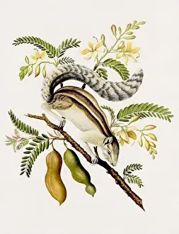 Flower Part Prints: Antique Squirrel illustration. Antique natural history book illustration