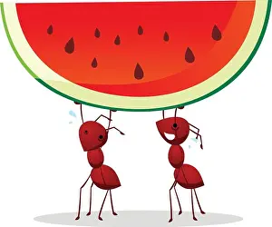 Multi Colored Prints: Two ants carrying a green and red watermelon with seeds, vector illustration