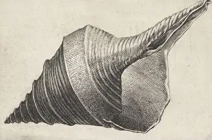 Shells Prints: Antwerp, Hollar, Wenceslaus, Shells