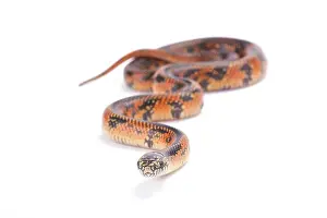 Kingsnake Prints: Apalachicola Lowlands Kingsnake