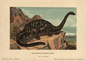 Creature Prints: Apatosaurus excelsus, extinct genus of sauropod dinosaur also known as brontosaurus that lived during the Jurassic