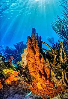 Sponges Prints: Aplysina fistularis, also known as the yellow tube sponge is a species of sea sponge in the order Verongiida
