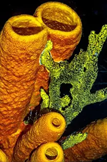 Sponges Prints: Aplysina fistularis, also known as the yellow tube sponge is a species of sea sponge in the order Verongiida