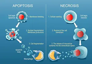 Inflammation Prints: Apoptosis or Necrosis. Difference between necrotic death of a cell