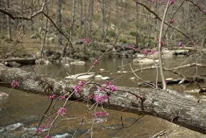 State Park Prints: An Appalachian Redbud beside the Patapsco River