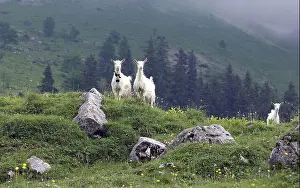 Farm Animals Prints: Appenzellerziege ist eine leistungsfähige