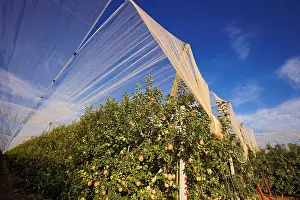 Files Prints: Apple net protection against hailstorm on a fruit farm in LLeida. Spain