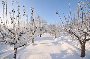 Dormant Prints: Apple orchard in winter
