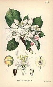 Natural History Collection: Apple, Pyrus malus, with blossom, fruit, seed and branch. Chromolithograph from Carl Lindman's