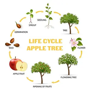 Fertilization Prints: Apple tree life cycle infographic set realistic vector illustration