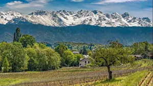 Pre Alps Prints: Apremont (south-eastern France): landscape with vineyards in spring under the blue sky