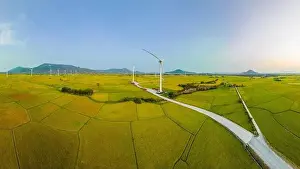 Wind Farm Prints: April 8, 2023: rice fields in Phan Rang city are in the harvest season next to wind power poles