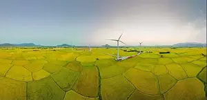 Wind Farm Prints: April 8, 2023: rice fields in Phan Rang city are in the harvest season next to wind power poles