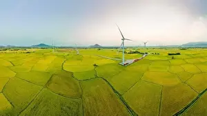 April 8, 2023: rice fields in Phan Rang city are in the harvest season next to wind power poles