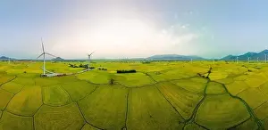 Wind Farm Prints: April 8, 2023: rice fields in Phan Rang city are in the harvest season next to wind power poles