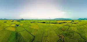 Wind Farm Prints: April 8, 2023: rice fields in Phan Rang city are in the harvest season next to wind power poles
