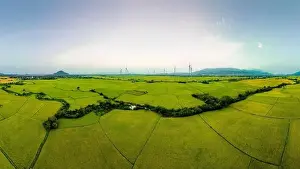 Wind Farm Prints: April 8, 2023: rice fields in Phan Rang city are in the harvest season next to wind power poles