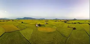 Wind Farm Prints: April 8, 2023: rice fields in Phan Rang city are in the harvest season next to wind power poles
