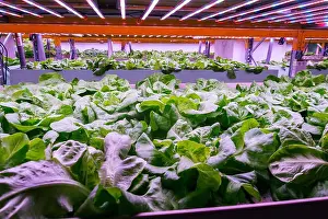 Hydroponics Prints: Aquaponics system combines fish aquaculture with hydroponics
