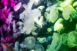 Aquarium Tank Prints: aquarium jellyfish in the tank