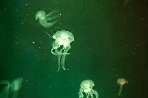 Aquarium Tank Prints: aquarium jellyfish in the tank