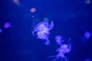 Aquarium Tank Prints: aquarium jellyfish in the tank