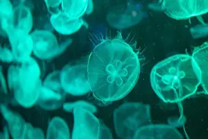Aquarium Tank Prints: aquarium jellyfish in the tank
