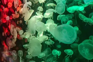 Aquarium Tank Prints: aquarium jellyfish in the tank