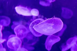 Aquarium Tank Prints: aquarium jellyfish in the tank