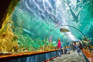 Group Of Prints: Aquarium in Loro Parque, Puerto de la Cruz, Tenerife, Canary Islands, Spain