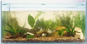 Aquascaped aquarium tank
