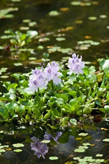 Aquatic Plant Prints: Aquatic plants with lilac flowers growing in a stream, Chitwan National Park, Nepal