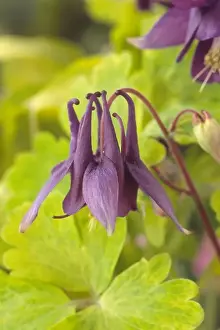 Hardy Prints: Aquilegia vulgaris Woodside Blue (Vervaeneana Group) (Columbine)
