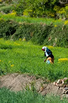 Atlas Mountains Prints: An Arab woman working in the fields in Southern Morocco